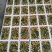 大荔冬枣大量供应中，正宗大荔冬枣，黄白带点红，无限量供应