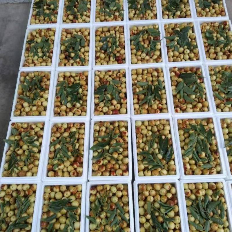 大荔冬枣大量供应中，正宗大荔冬枣，黄白带点红，无限量供应