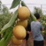 大荔冬枣大量供应中，正宗大荔冬枣，黄白带点红，无限量供应
