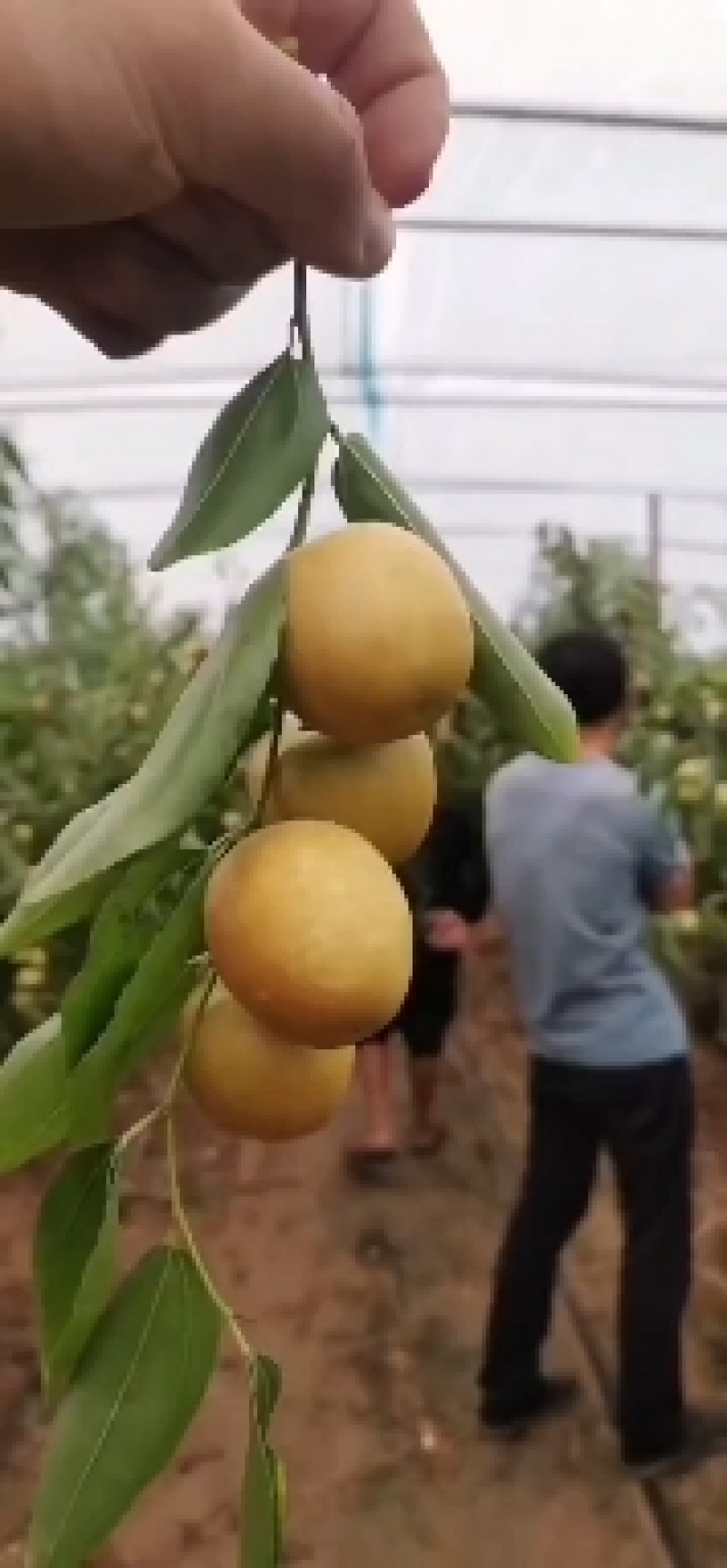 大荔冬枣大量供应中，正宗大荔冬枣，黄白带点红，无限量供应