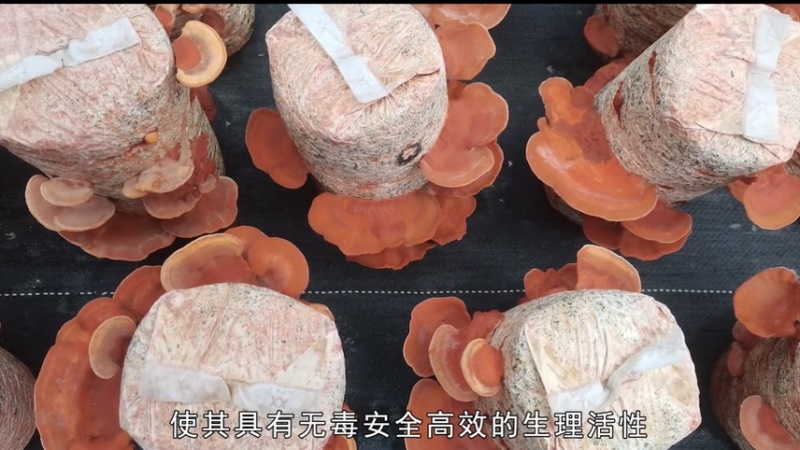 朱红栓菌菌棒菌包出菇包灵芝