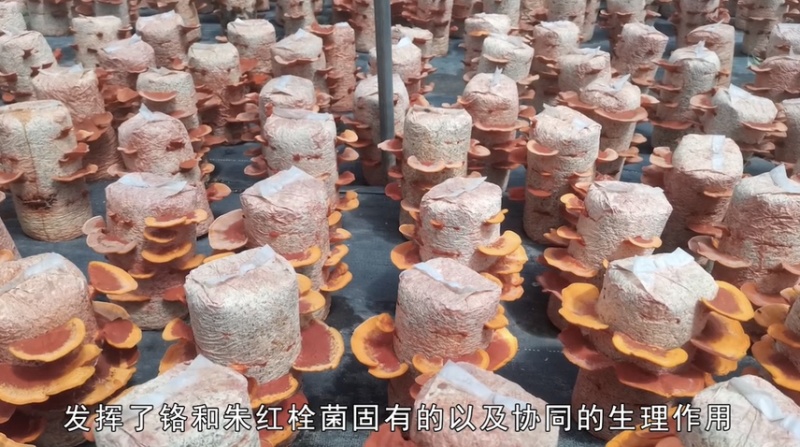 朱红栓菌菌棒菌包出菇包灵芝