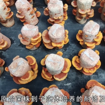 朱红栓菌菌棒菌包出菇包灵芝