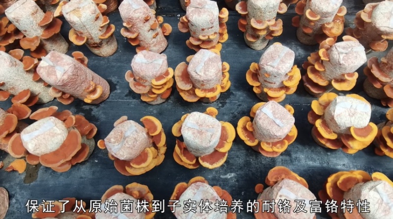 朱红栓菌菌棒菌包出菇包灵芝