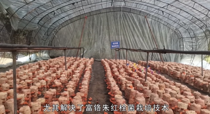 朱红栓菌菌棒菌包出菇包灵芝
