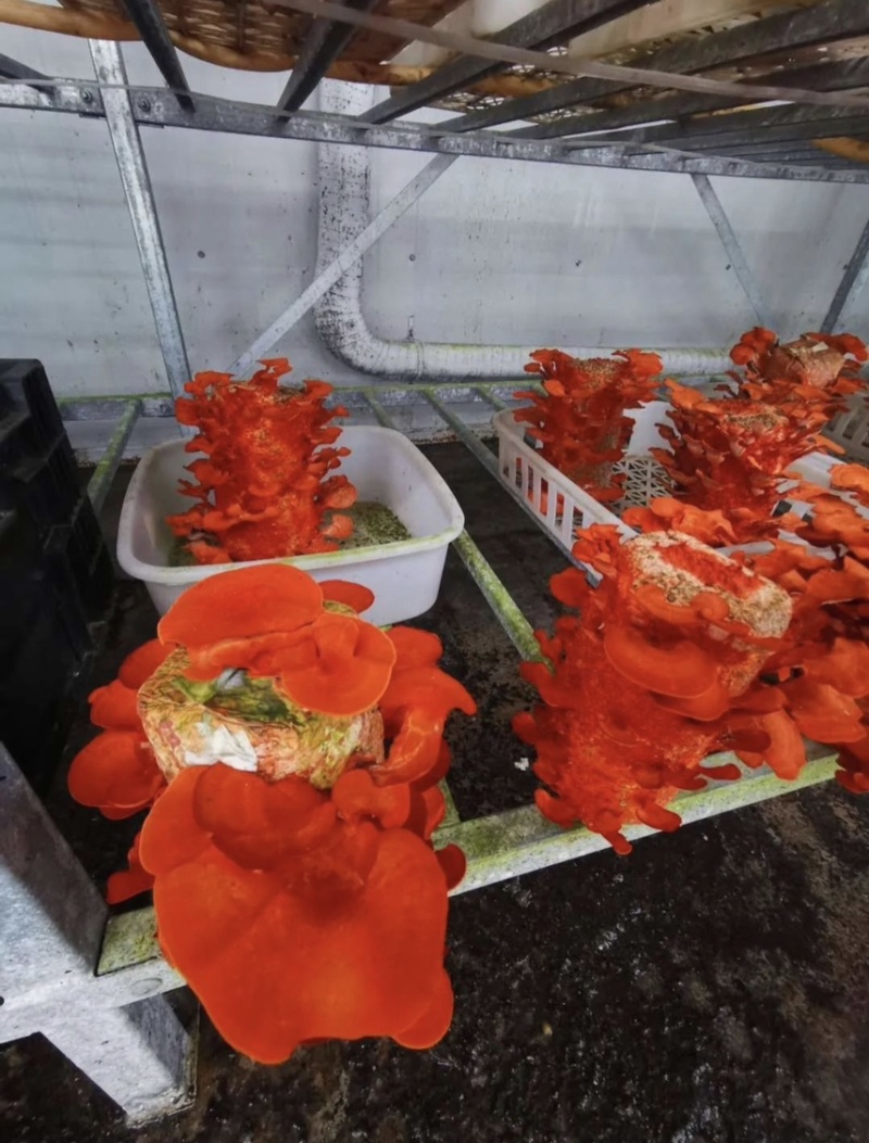 朱红栓菌菌棒菌包出菇包灵芝