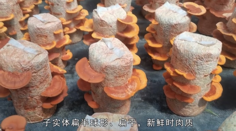 朱红栓菌菌棒菌包出菇包灵芝
