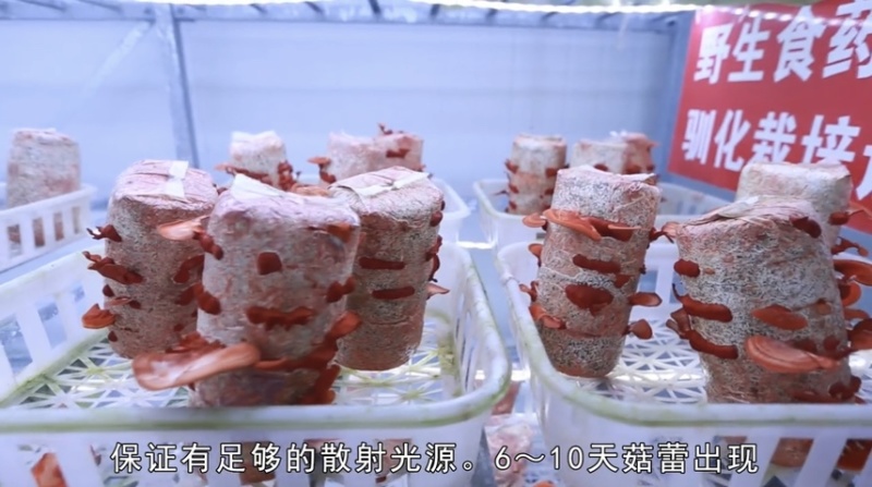 朱红栓菌菌棒菌包出菇包灵芝