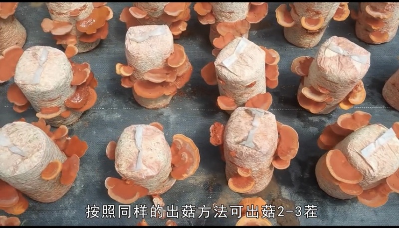 朱红栓菌菌棒菌包出菇包灵芝