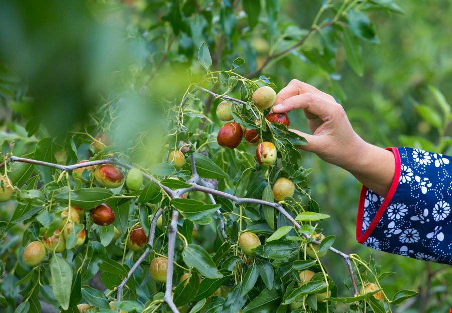 七月鲜枣采摘现场