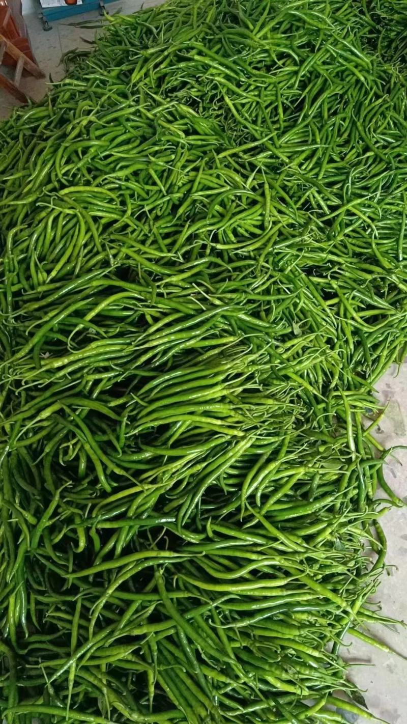 精品线椒二荆条鲜辣椒基地直供价格便宜全国代发