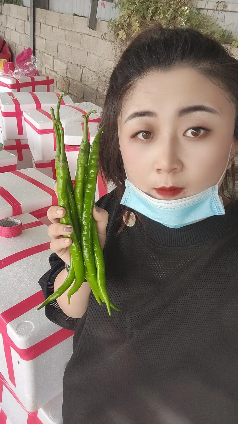 精品线椒二荆条鲜辣椒基地直供价格便宜全国代发