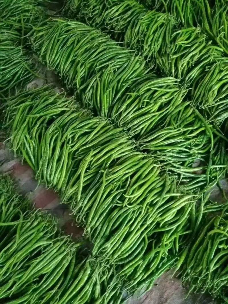 精品线椒二荆条鲜辣椒基地直供价格便宜全国代发