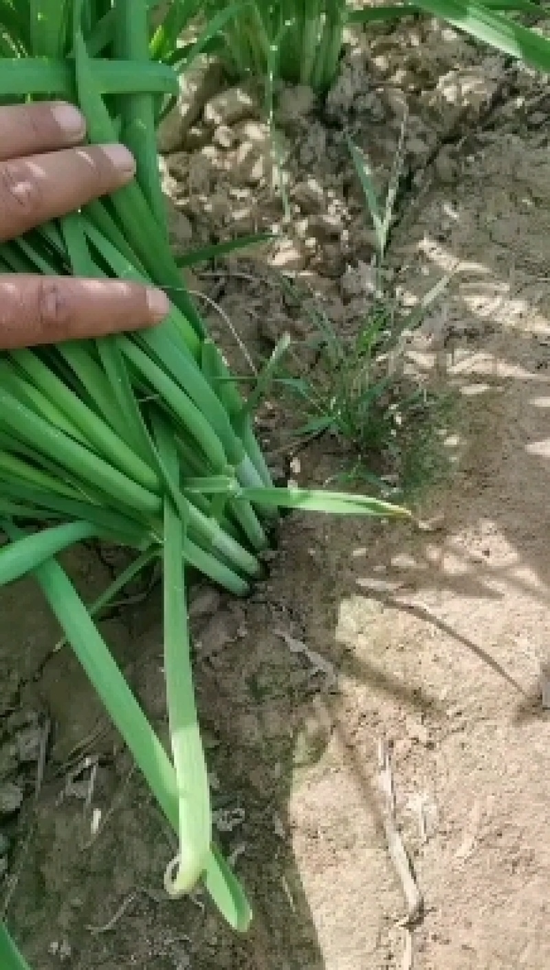 精品韭菜