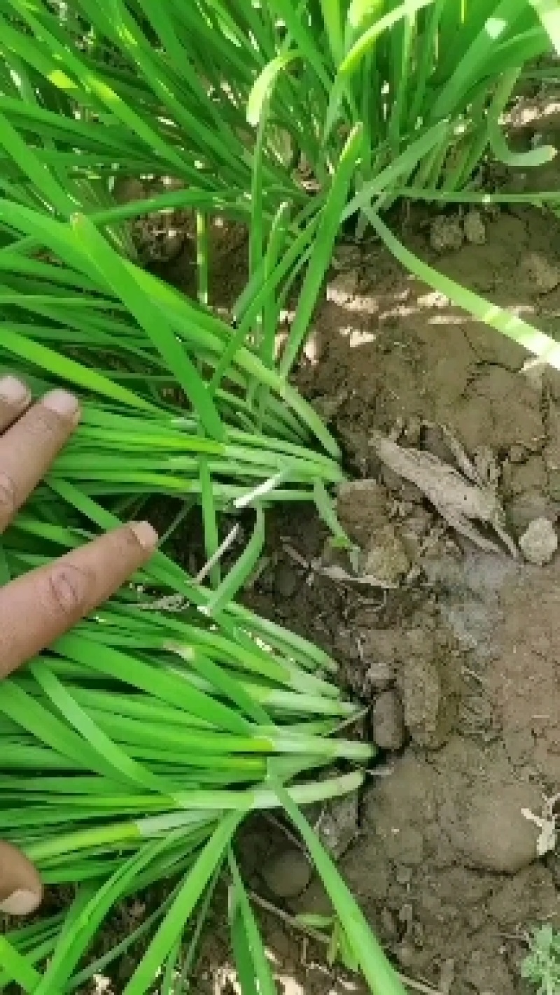精品韭菜