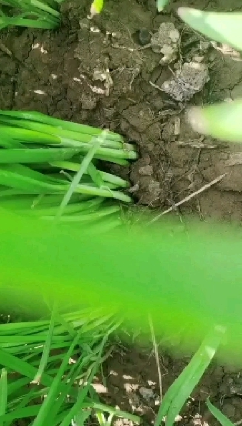精品韭菜