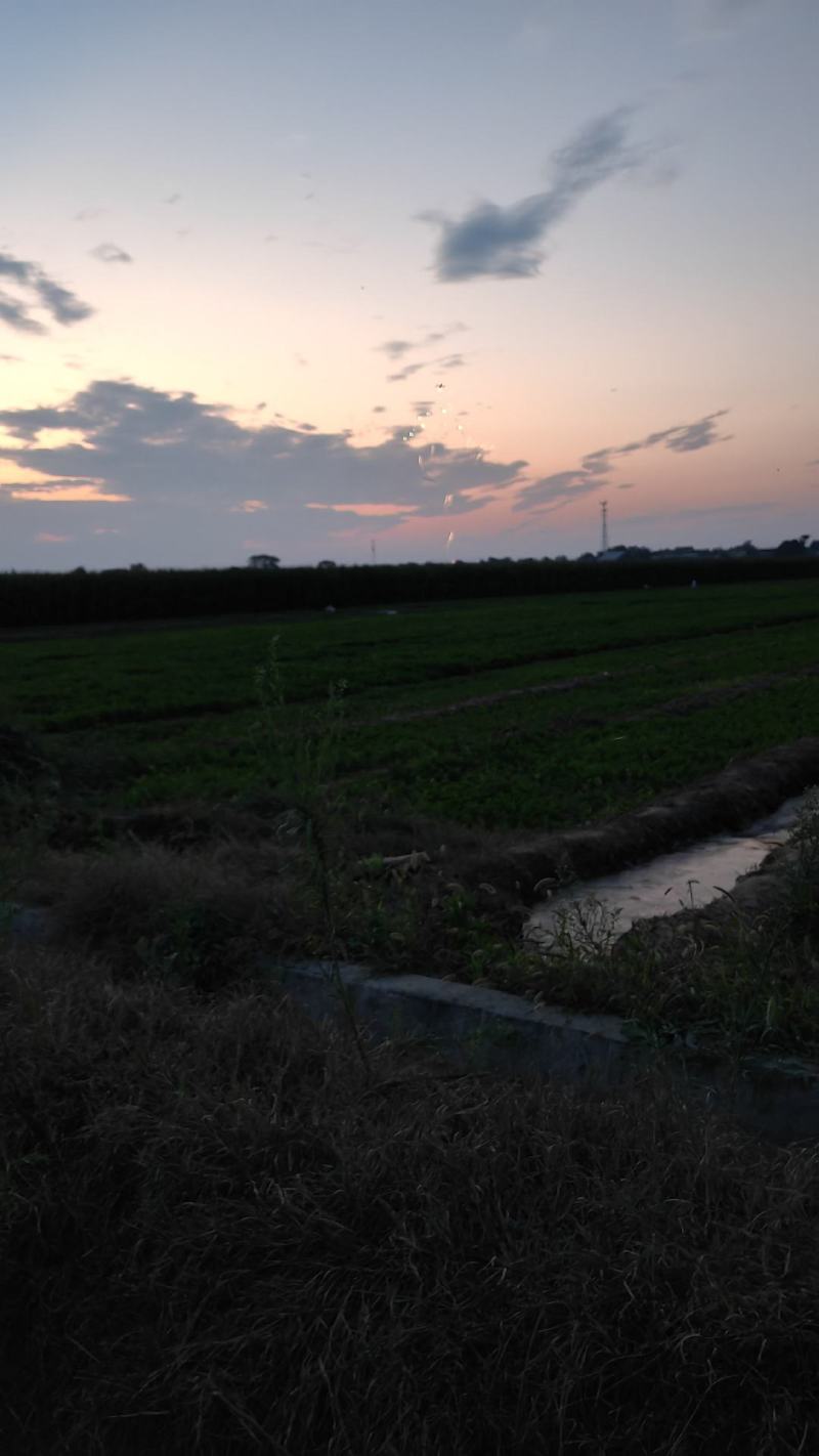 芹菜即将上市，欢迎老板来看货，来电