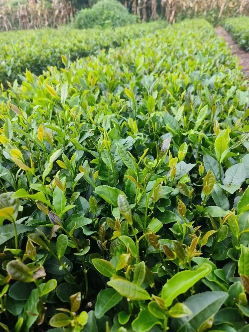 山东日照绿茶日照红茶，茶园直销，价格实惠