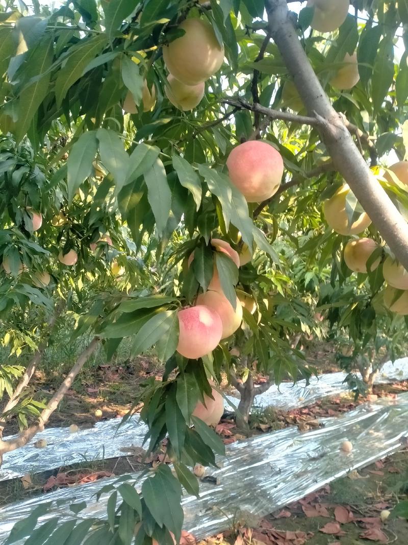 中秋王水蜜桃大量上市