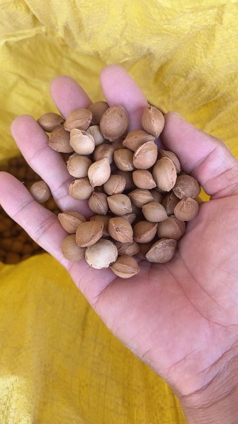 小山杏种子，每斤600粒左右，饱满，新种子，沙藏后出售