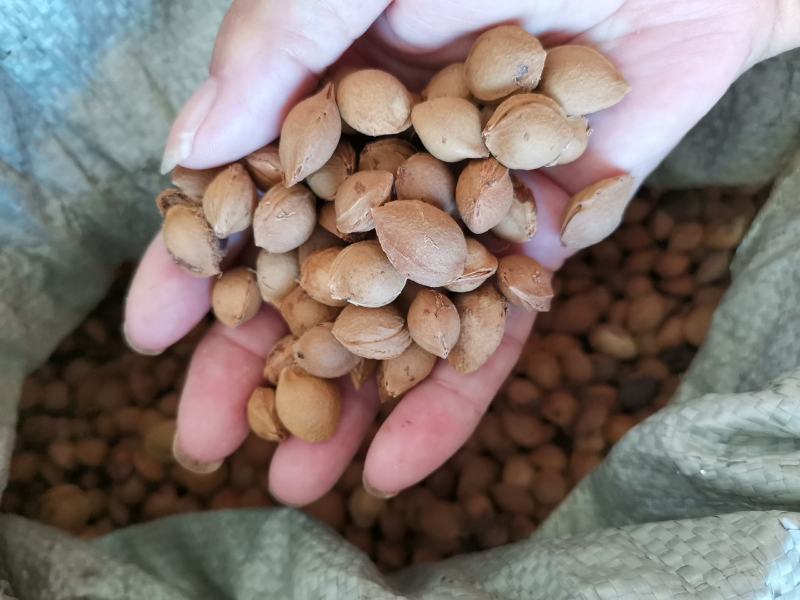 小山杏种子，每斤600粒左右，饱满，新种子，沙藏后出售