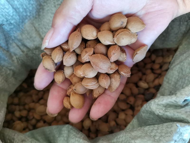 小山杏种子，每斤600粒左右，饱满，新种子，沙藏后出售