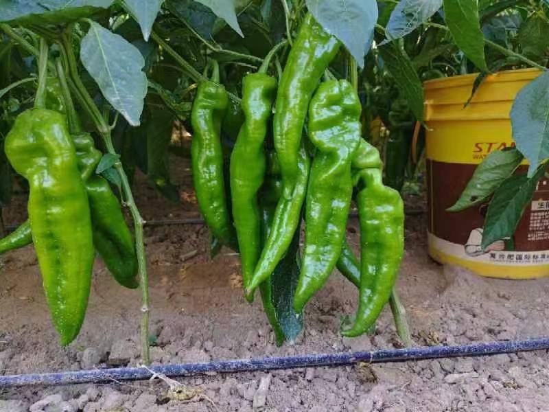 陕西渭南薄皮泡椒大量供应中，价位合适品质高头茬货