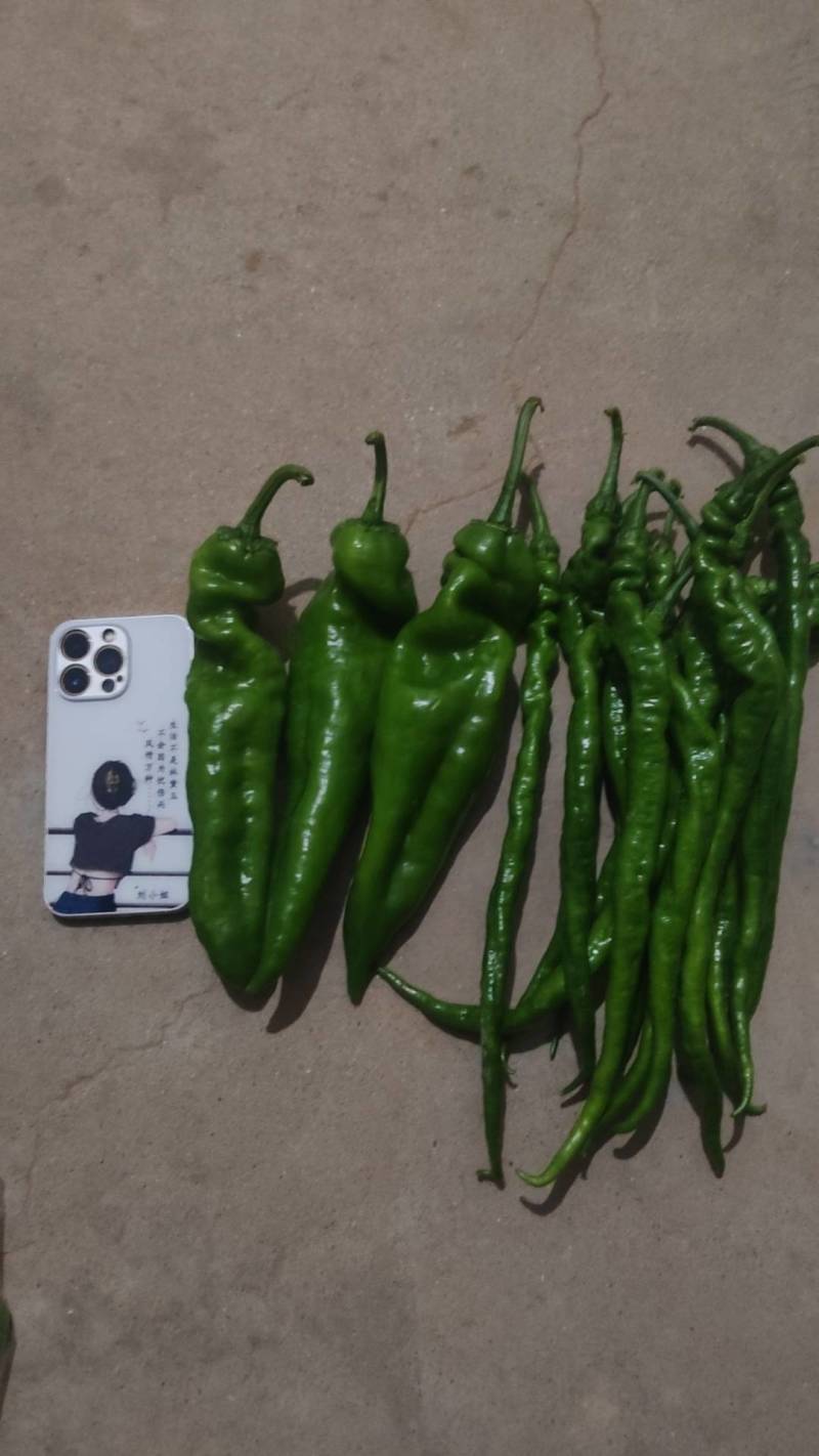 陕西渭南薄皮泡椒大量供应中，价位合适品质高头茬货