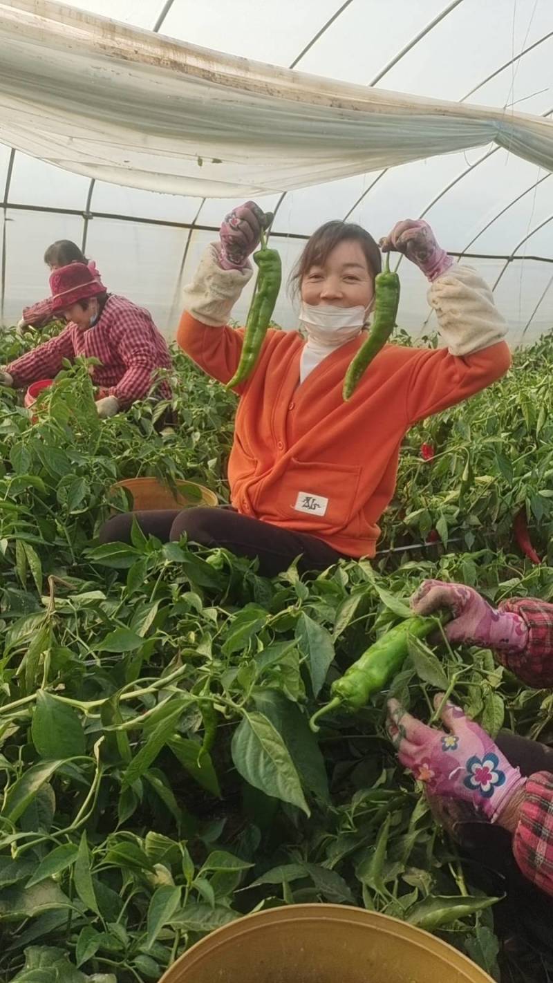 陕西渭南薄皮泡椒大量供应中，价位合适品质高头茬货