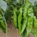 陕西渭南薄皮泡椒大量供应中，价位合适品质高头茬货