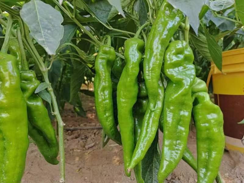 陕西渭南薄皮泡椒大量供应中，价位合适品质高头茬货