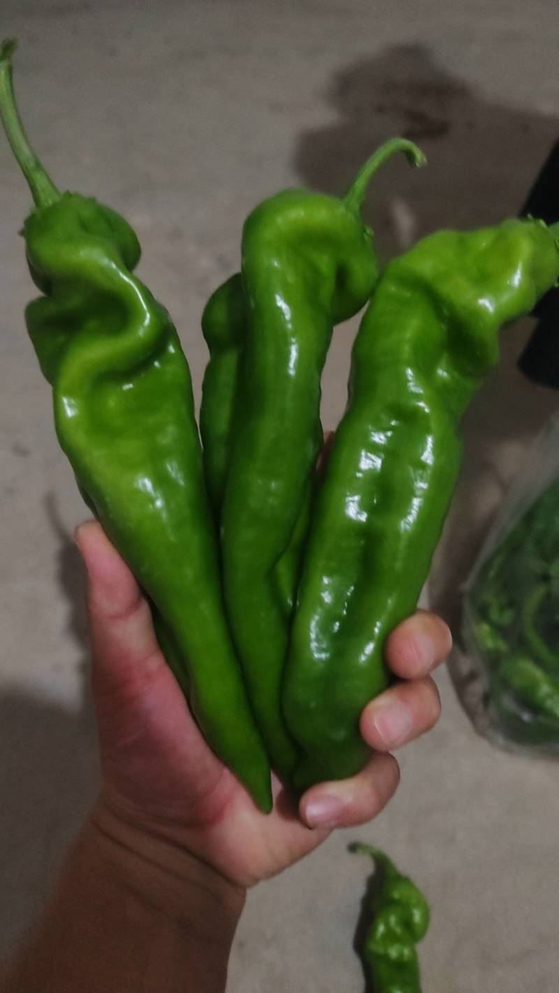 陕西渭南薄皮泡椒大量供应中，价位合适品质高头茬货