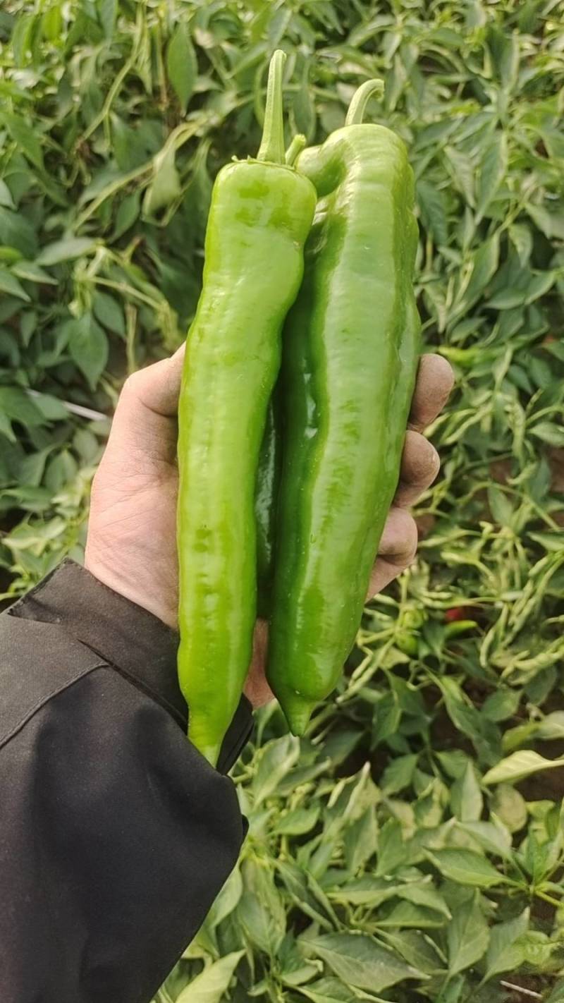 陕西渭南薄皮泡椒大量供应中，价位合适品质高头茬货