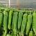 陕西渭南薄皮泡椒大量供应中，价位合适品质高头茬货