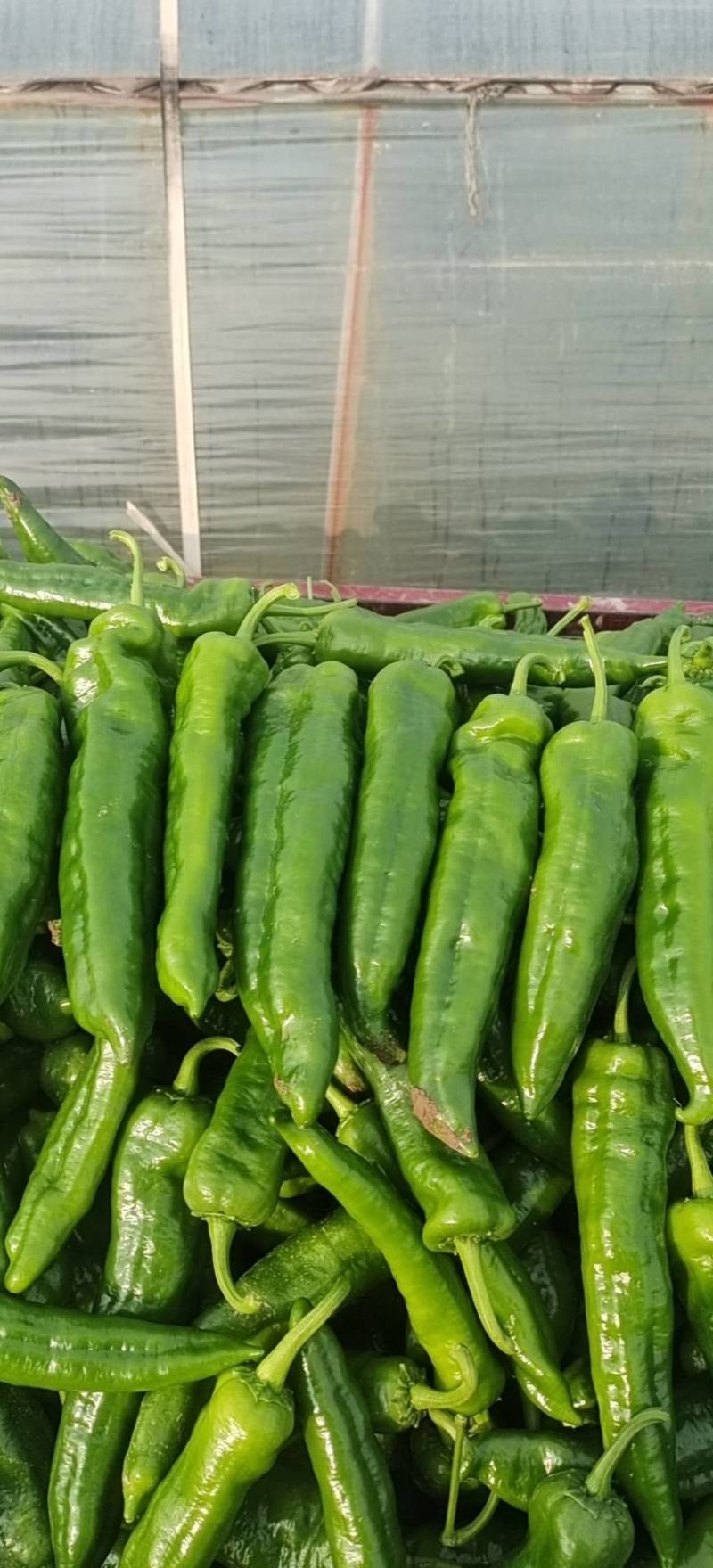 陕西渭南薄皮泡椒大量供应中，价位合适品质高头茬货