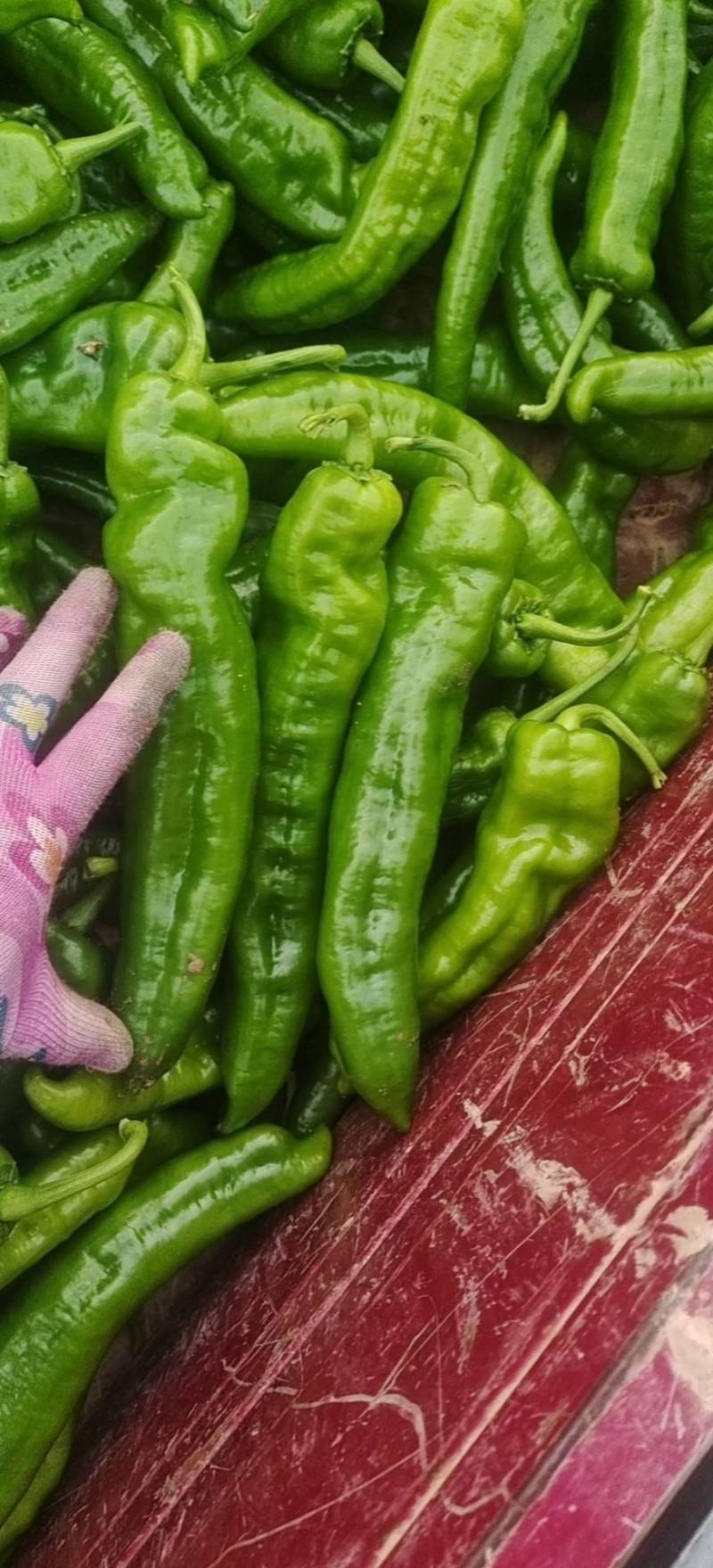 陕西渭南薄皮泡椒大量供应中，价位合适品质高头茬货