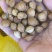 小山杏种子，每斤600粒左右，饱满，新种子，沙藏后出售