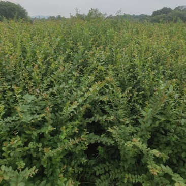紫薇小苗高度80-150公分，基地大量现货供应，欢迎订购