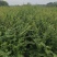 紫薇小苗高度80-150公分，基地大量现货供应，欢迎订购