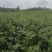 紫薇小苗高度80-150公分，基地大量现货供应，欢迎订购