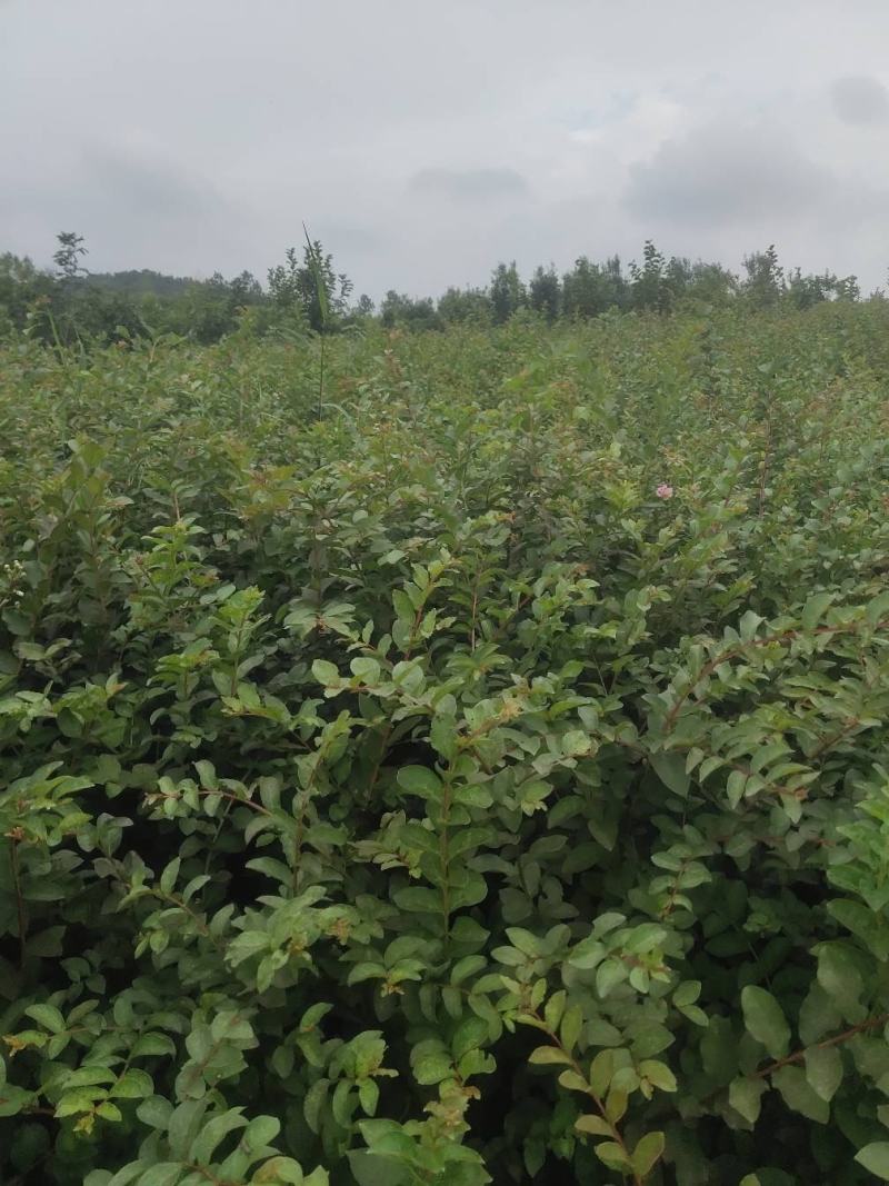紫薇小苗高度80-150公分，基地大量现货供应，欢迎订购