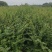 紫薇小苗高度80-150公分，基地大量现货供应，欢迎订购