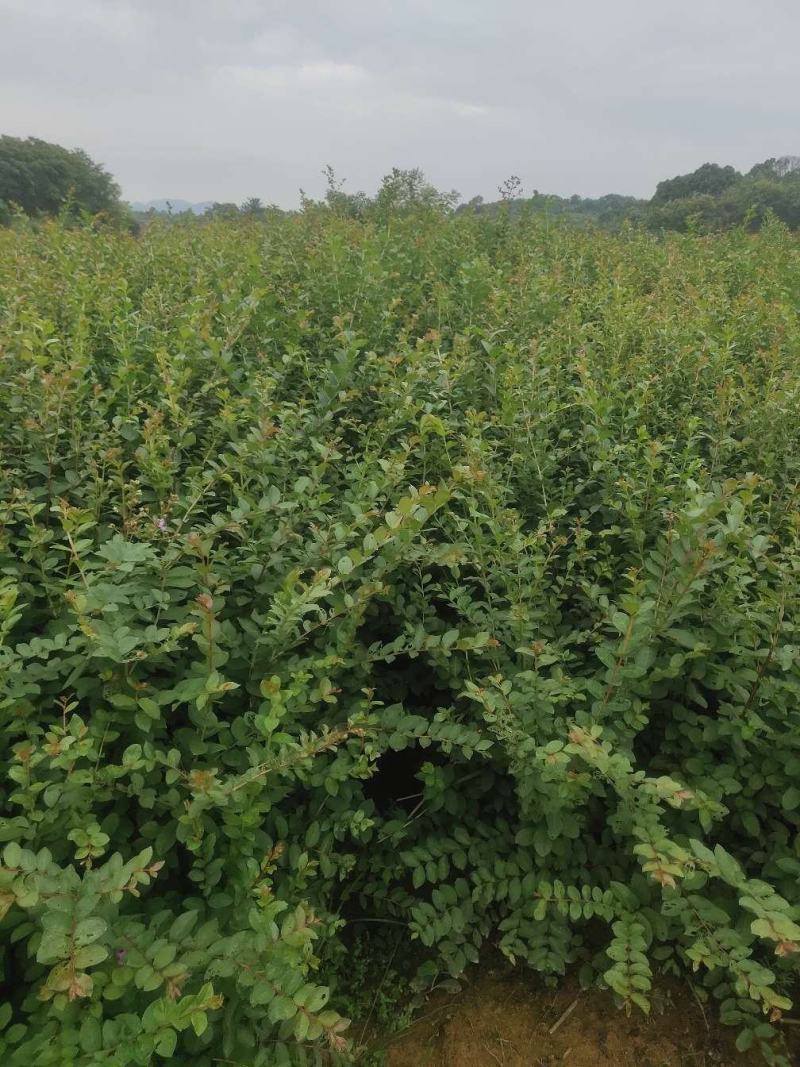 紫薇小苗高度80-150公分，基地大量现货供应，欢迎订购
