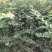紫薇小苗高度80-150公分，基地大量现货供应，欢迎订购