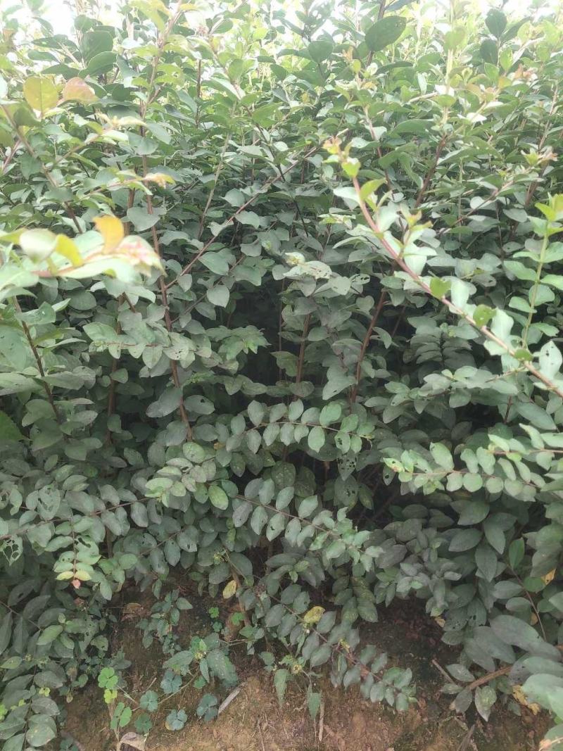 紫薇小苗高度80-150公分，基地大量现货供应，欢迎订购