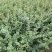 紫薇小苗高度80-150公分，基地大量现货供应，欢迎订购
