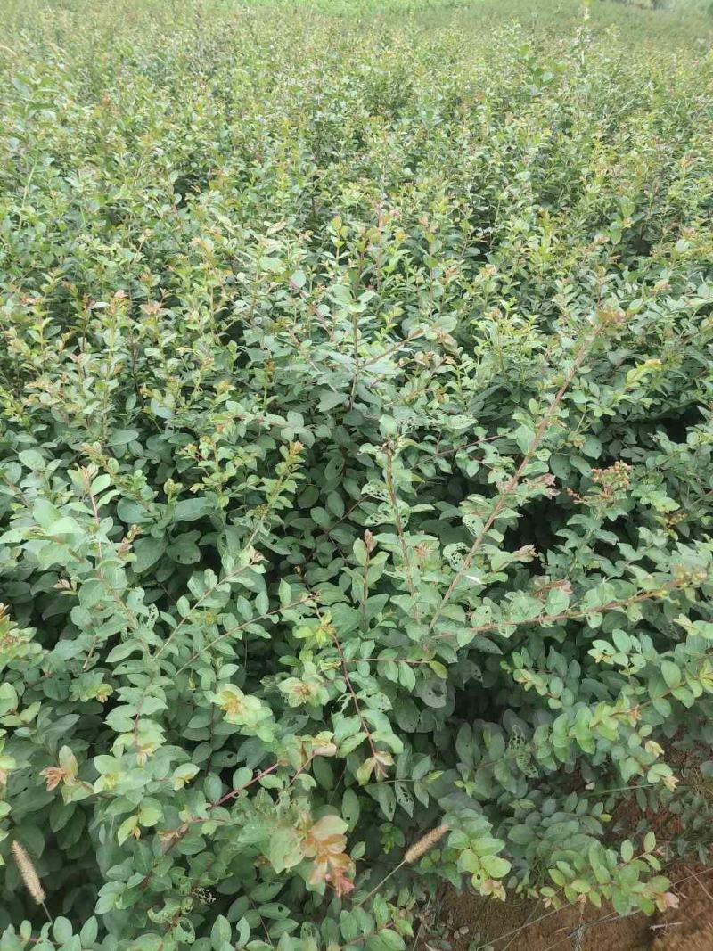 紫薇小苗高度80-150公分，基地大量现货供应，欢迎订购