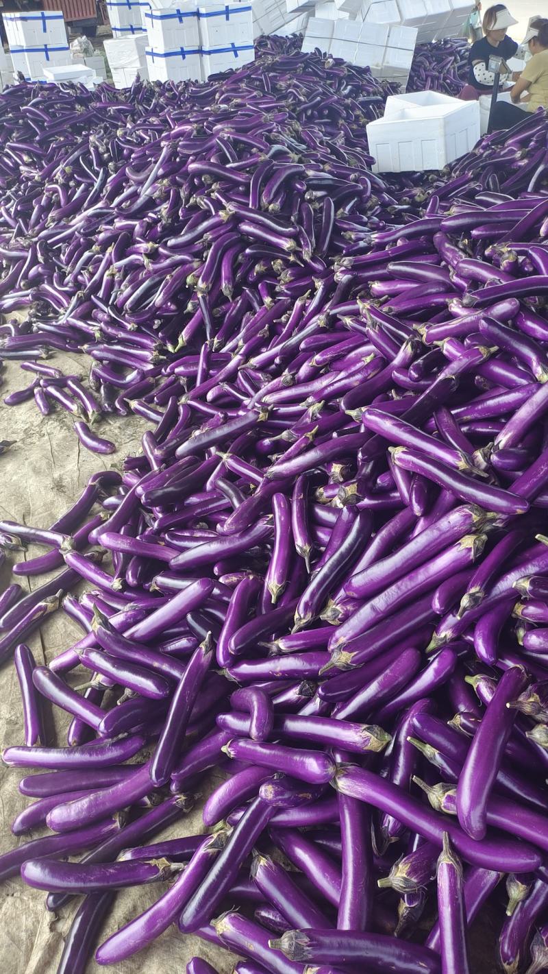 【热销中】基地紫长茄，【广茄】紫茄，大量上市供应