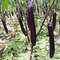 【热销中】基地紫长茄，【广茄】紫茄，大量上市供应