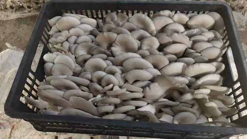 大中精品，二茬，低温菇。8129。德丰五号…以品质求存…